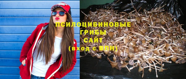 прущие грибы Чегем