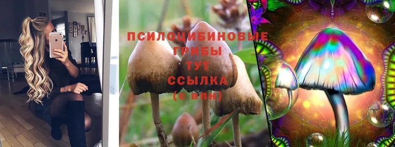 Псилоцибиновые грибы Psilocybine cubensis  даркнет сайт  Мураши 